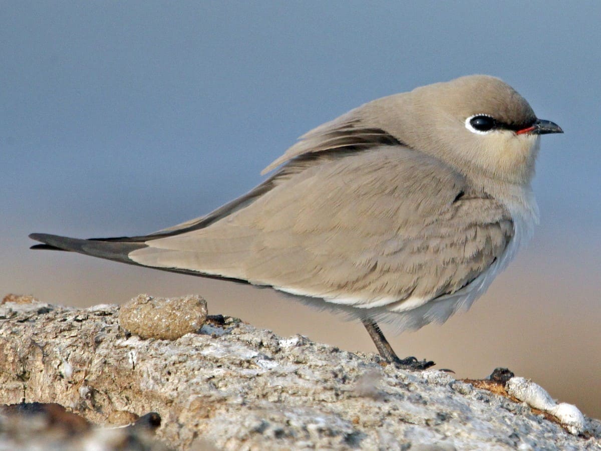 Small Pratincole